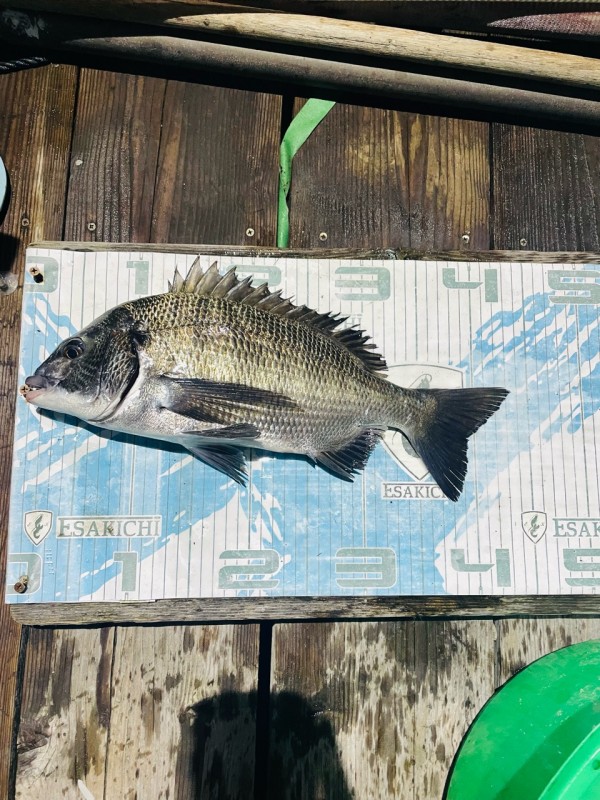 釣果写真