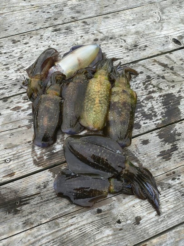 釣果写真