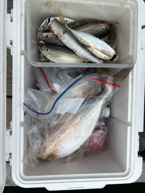 釣果写真