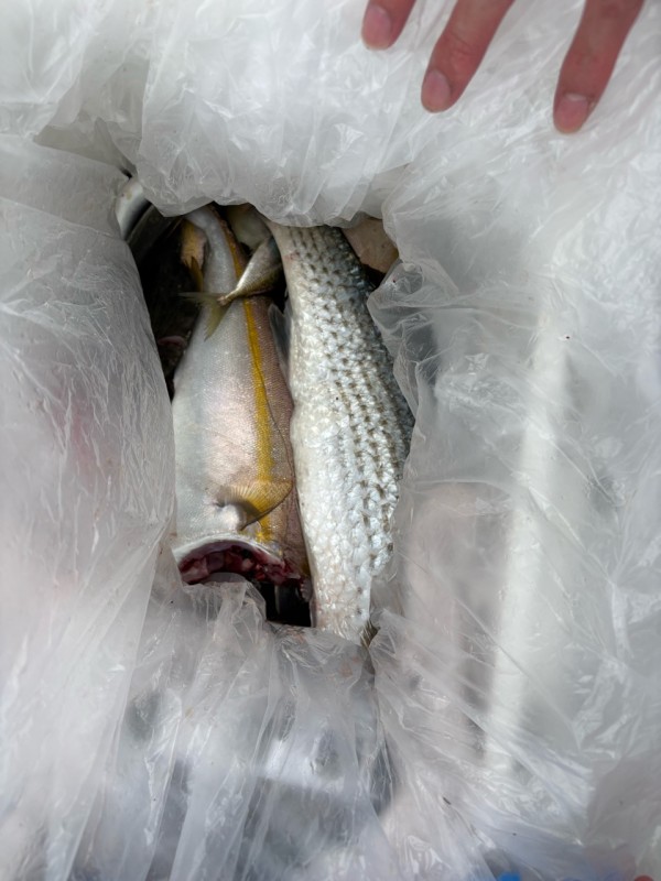 釣果写真