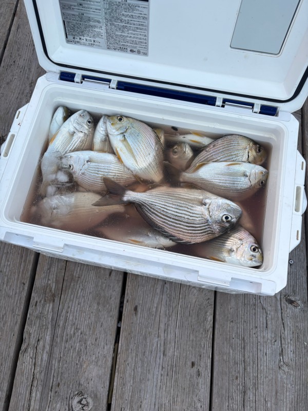 釣果写真